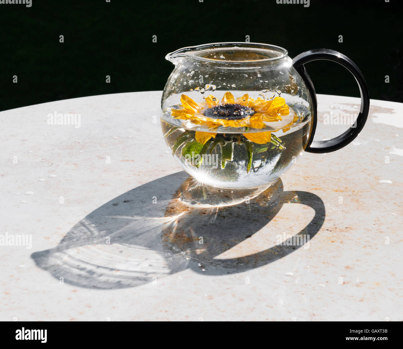Sonnenblume im Wasser in einem Glaskrug Stockfoto