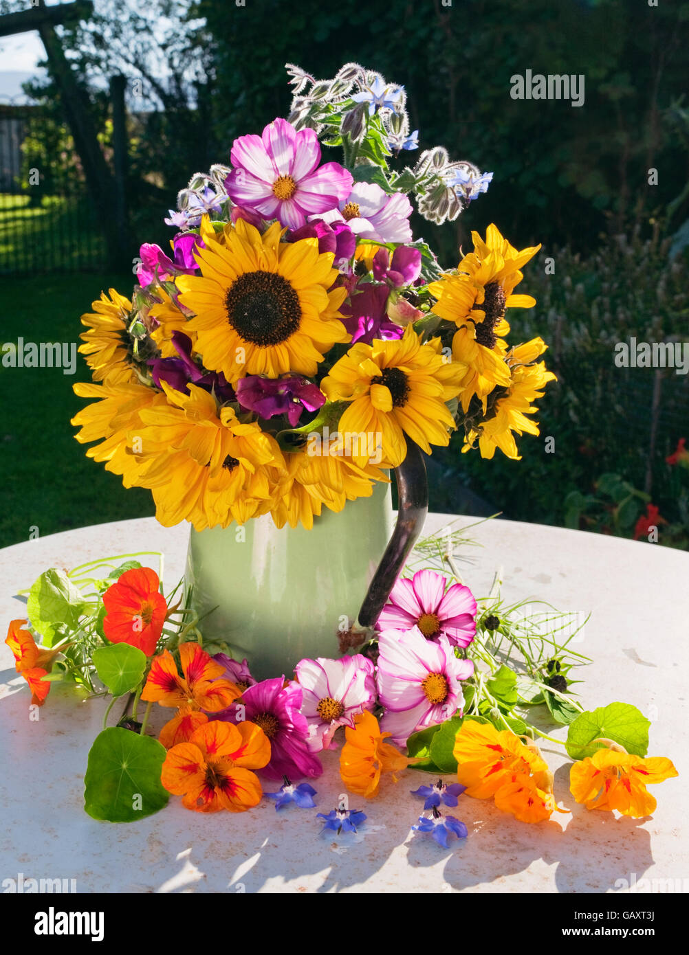 Eine informelle Abmachung Garten Sommerblumen in einem grünen Emaille Krug auf einem Gartentisch. Sonnenblumen, Kosmos, Kapuzinerkresse, Borretsch Samen Erbse Stockfoto