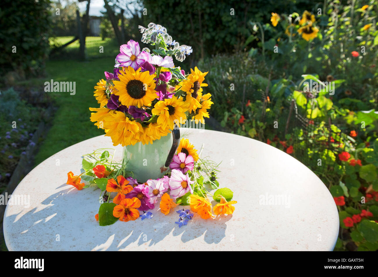 Eine informelle Abmachung Garten Sommerblumen in einem grünen Emaille Krug auf einem Gartentisch. Sonnenblumen, Kosmos, Kapuzinerkresse, Borretsch Samen Erbse Stockfoto