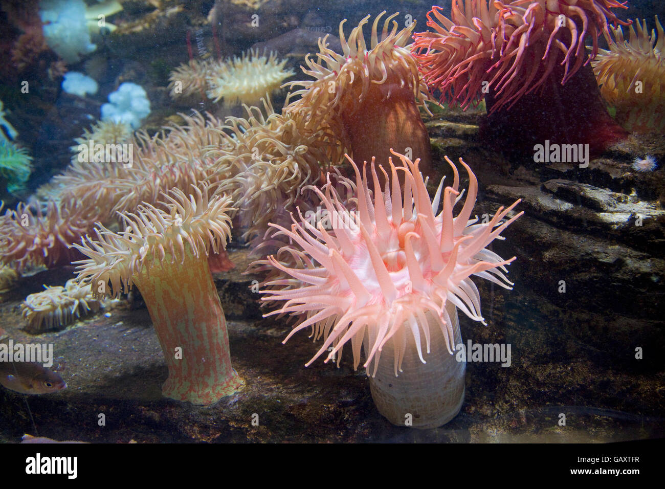 Vielzahl von farbigen Seeanemonen Ozeanarium Frankreich Stockfoto