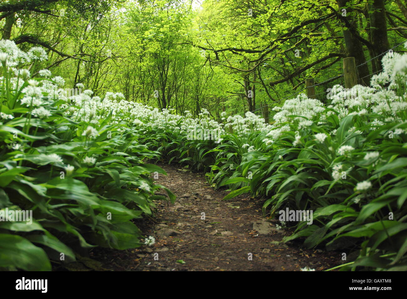 Dichten Abweichungen der Bärlauch (Allium Ursinum), Linien einen Weg durch den Wald bei Cressbrook im Peak District, Derbyshire UK- Stockfoto