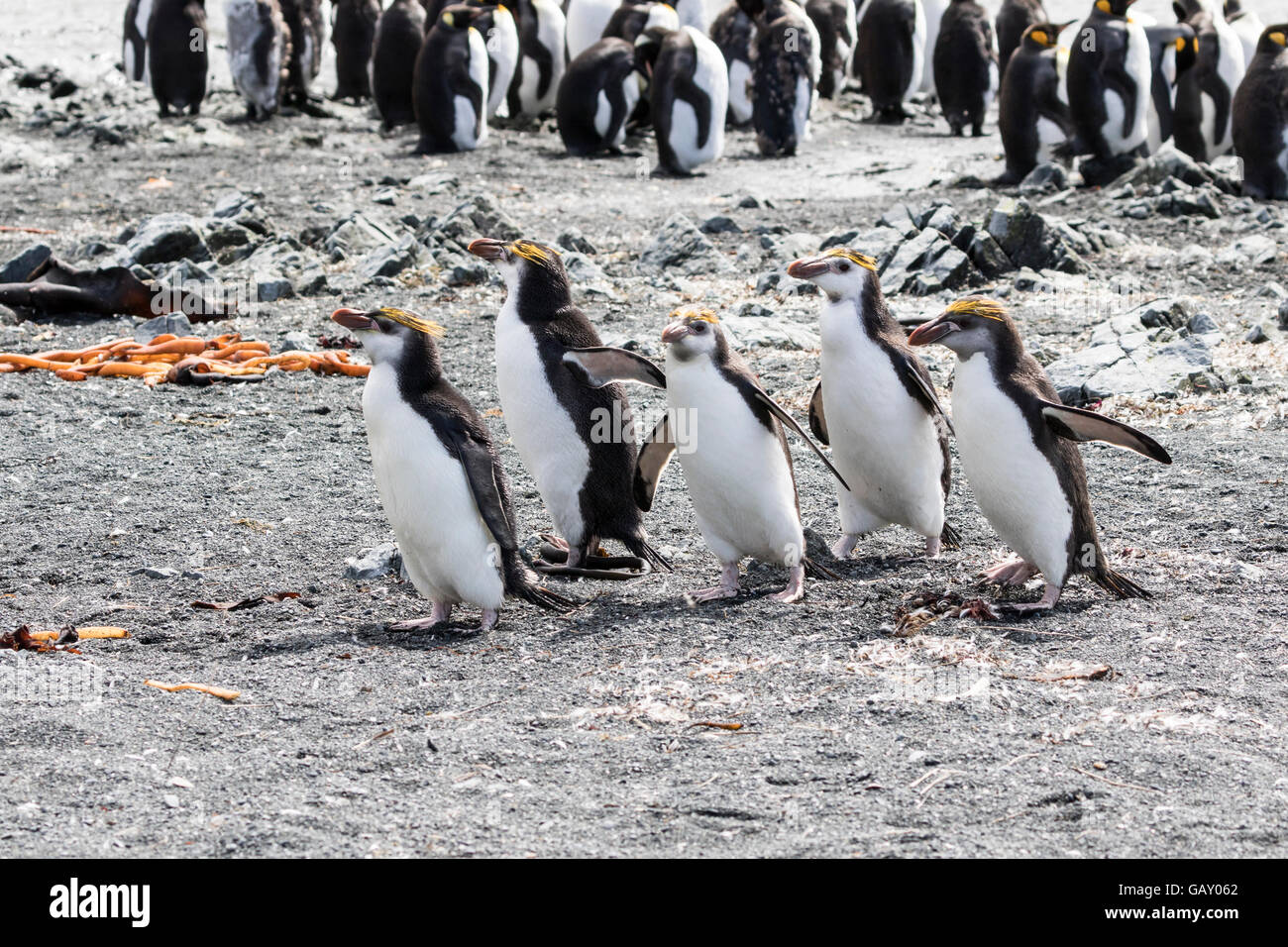 Königlichen Pinguine, die Rückkehr in ihre Kolonie auf Macquarie Island, australische Sub-Antarktis Stockfoto