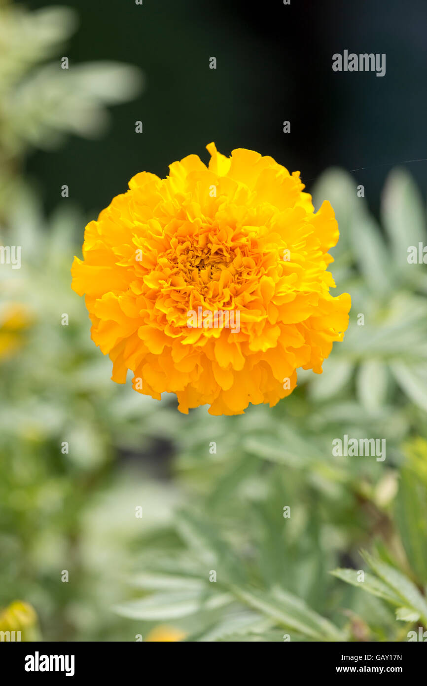 Ringelblumen-Blume (Tagetes Erecta, mexikanische Ringelblume, aztekische Ringelblume, afrikanische Ringelblume) Stockfoto