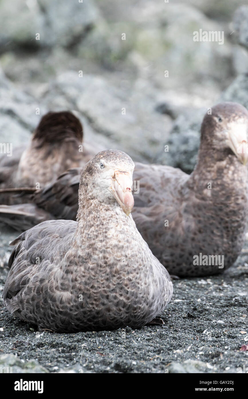 Nördlichen giant Petrel auf Macquarie Island, Australian Antarctic Division Stockfoto