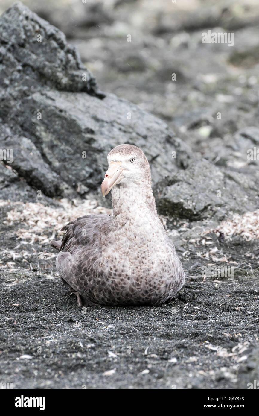 Nördlichen giant Petrel auf Macquarie Island, Australian Antarctic Division Stockfoto