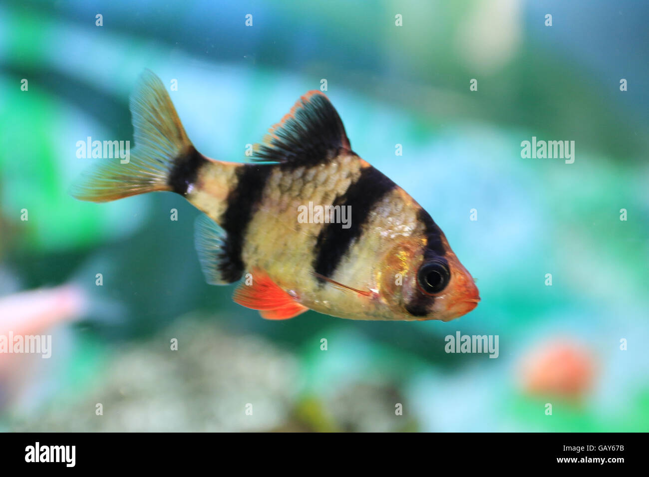 Pontius Tetrazona. Die Tiger Barb oder Sumatra Widerhaken, ist eine Art von tropischen Fischen Weißfische. Das natürliche Verbreitungsgebiet erstreckt sich angeblich über die Malaiische Halbinsel, Sumatra und Borneo in Indonesien, mit unbegründeten Sichtungen berichtet in Kambodscha. Tiger Widerhaken finden sich auch in vielen anderen Teilen von Asien, und mit wenig zuverlässige Daten über lange Zeiträume hinweg, endgültige Schlussfolgerungen über ihre natürlichen Verbreitungsgebiet im Vergleich zu etablierten Einführungen sind schwierig. Tiger Widerhaken können manchmal mit Systomus Anchisporus verwechselt werden, die im Aussehen ähnlich sind. Stockfoto