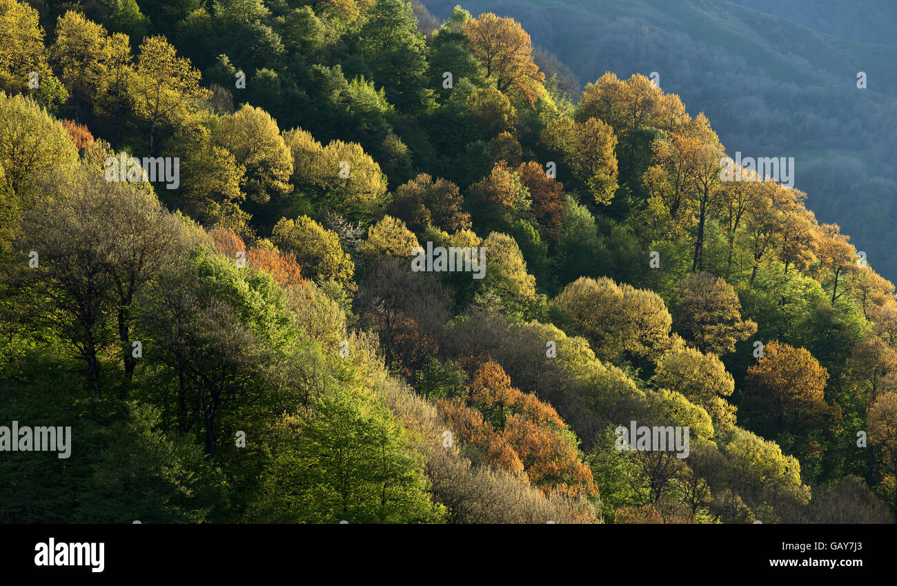 Wald wächst am Hang, Berglandschaft Stockfoto