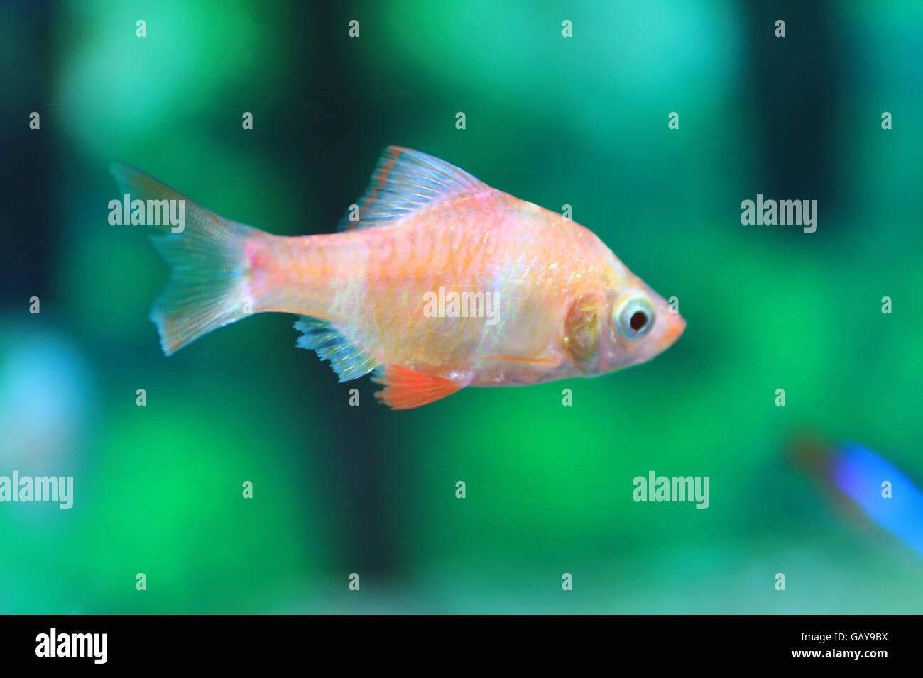 Pontius Tetrazona. Die Tiger Barb oder Sumatra Widerhaken, ist eine Art von tropischen Fischen Weißfische. Das natürliche Verbreitungsgebiet erstreckt sich angeblich über die Malaiische Halbinsel, Sumatra und Borneo in Indonesien, mit unbegründeten Sichtungen berichtet in Kambodscha. Tiger Widerhaken finden sich auch in vielen anderen Teilen von Asien, und mit wenig zuverlässige Daten über lange Zeiträume hinweg, endgültige Schlussfolgerungen über ihre natürlichen Verbreitungsgebiet im Vergleich zu etablierten Einführungen sind schwierig. Tiger Widerhaken können manchmal mit Systomus Anchisporus verwechselt werden, die im Aussehen ähnlich sind. Stockfoto