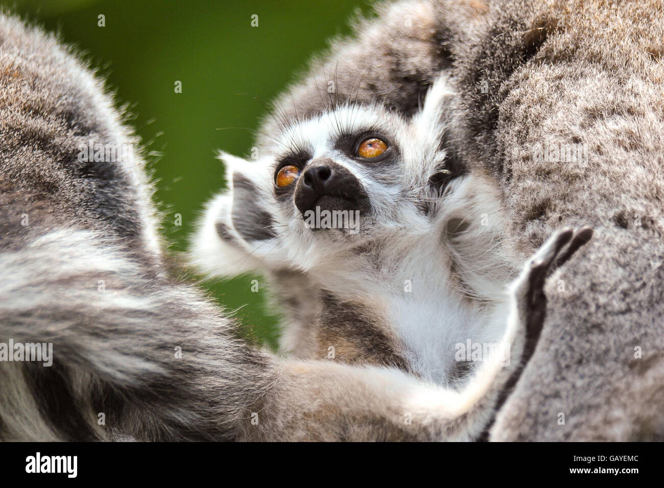 Warbie, ein sieben Wochen alter Ringschwanz-Lemur, der am 10. Mai dieses Jahres im Zoo Bristol geboren wurde. Stockfoto