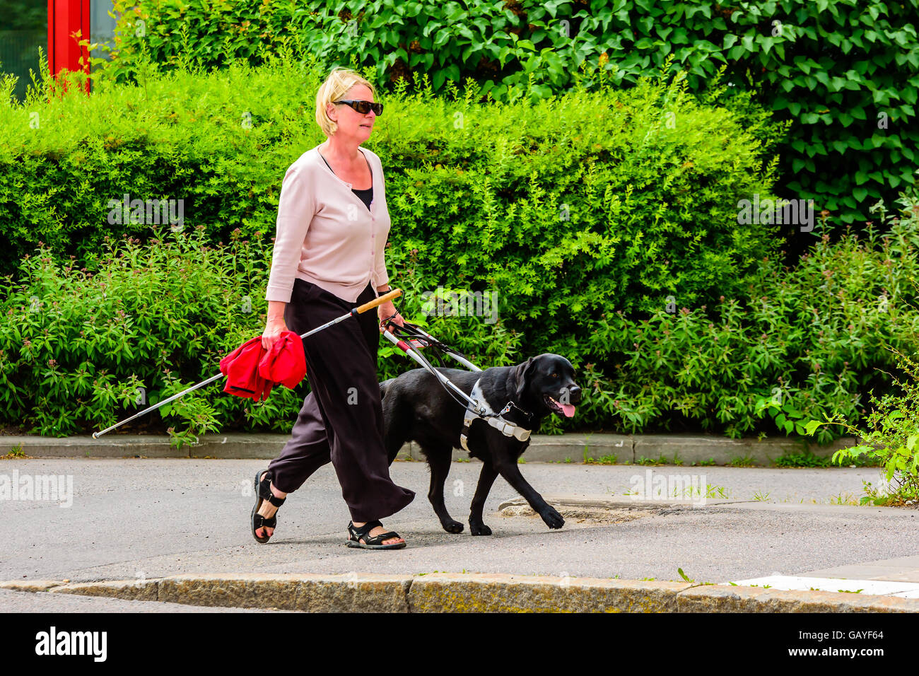 Motala, Schweden - 21. Juni 2016: Blinde oder Sehbehinderte Frau, für einen Spaziergang durch ihr Blindenhund geholfen. Weißer Stock in der Hand Stockfoto