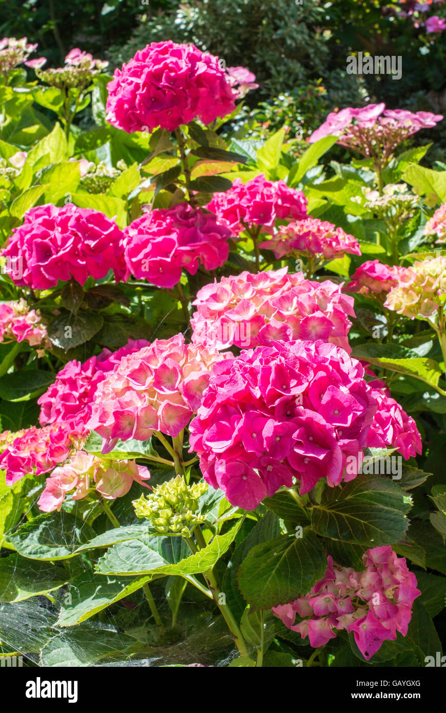 Rosa Hortensie oder Hortensia Blumen im Garten Stockfoto