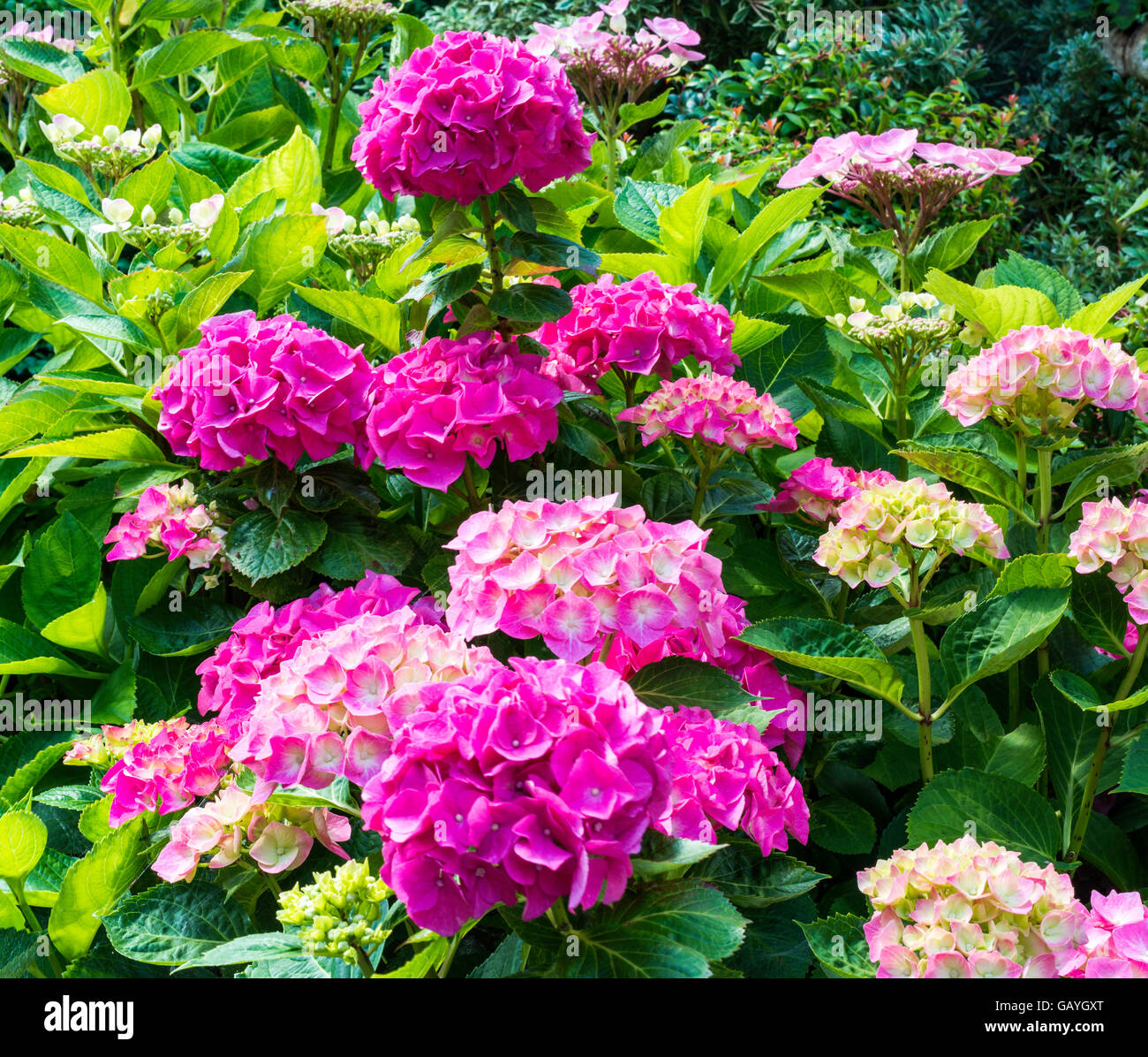 Rosa Hortensie oder Hortensia Blumen im Garten Stockfoto