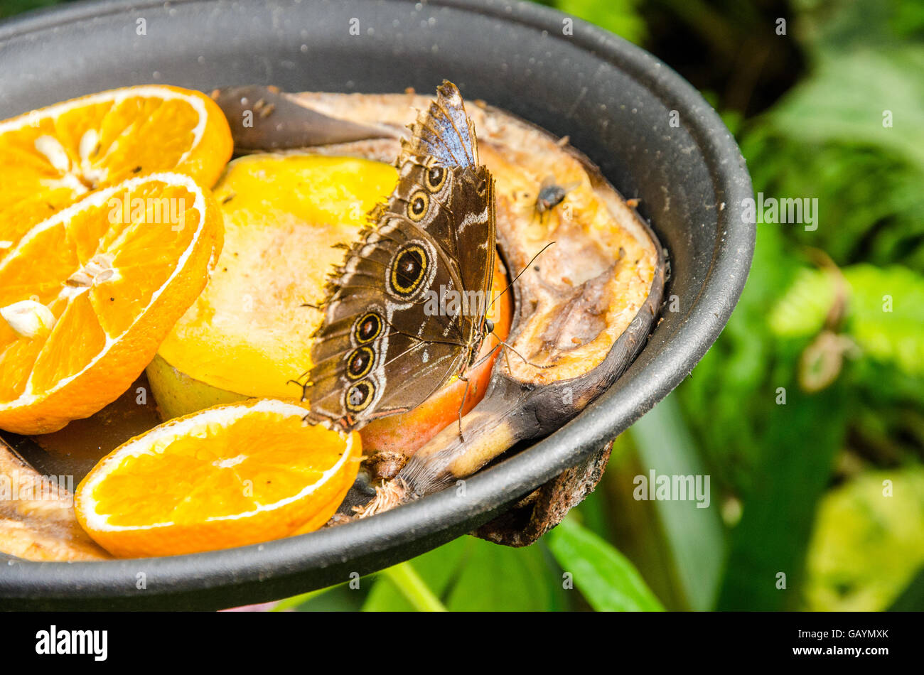 Schmetterling auf obst -Fotos und -Bildmaterial in hoher Auflösung – Alamy