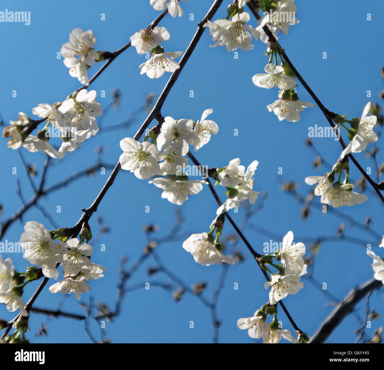 Süße Kirschblüten vor tiefblauem Himmel Stockfoto