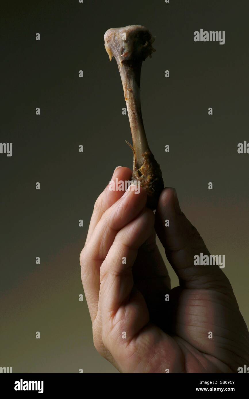 Hand hält einen Huhn Beinknochen Stockfoto