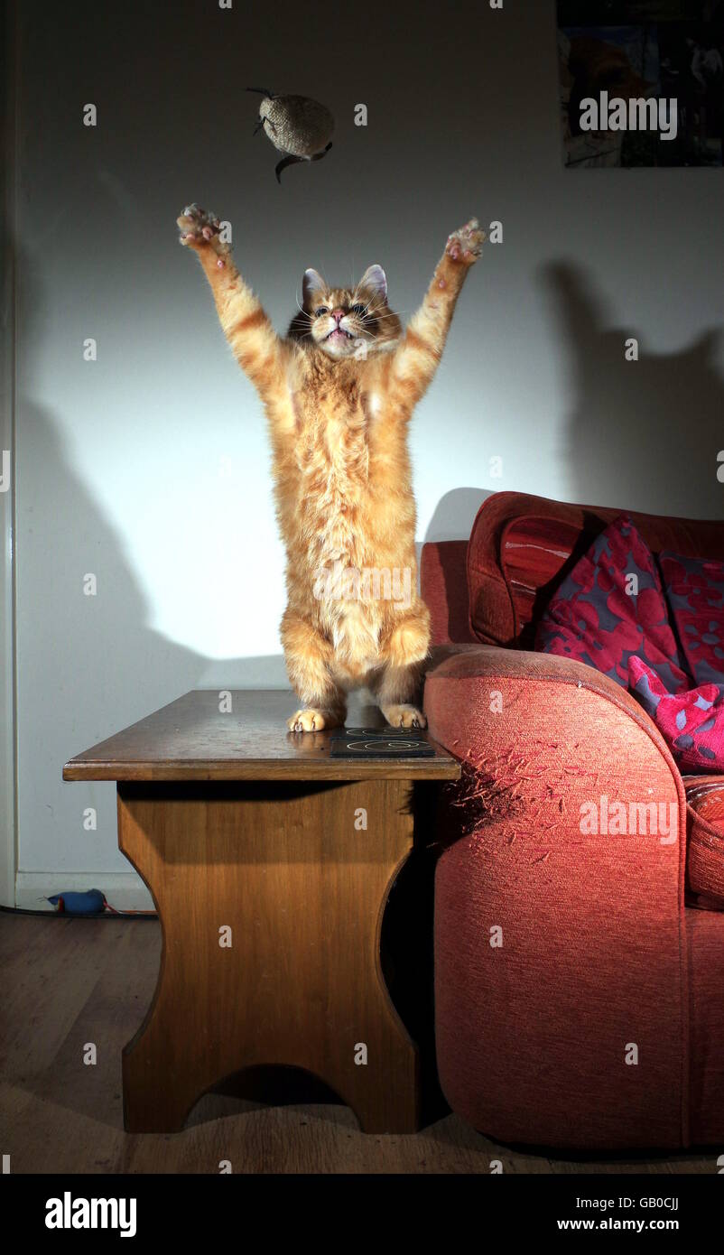Ingwer Katze spielt mit Spielzeug-Maus Stockfoto