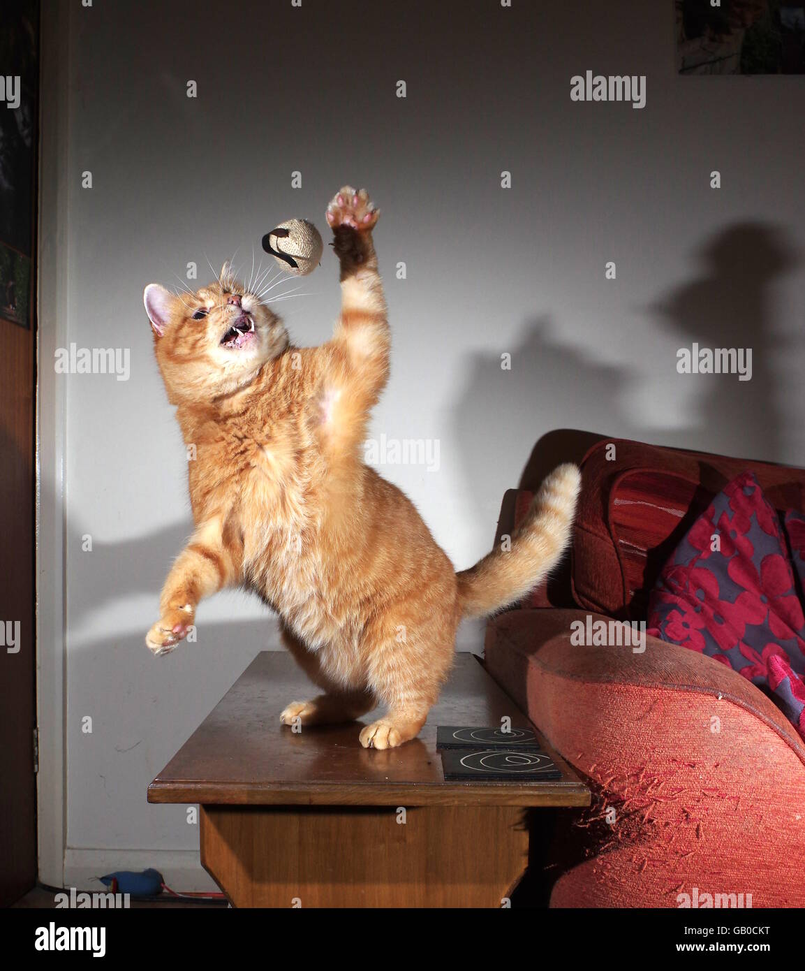 Ingwer Katze spielt mit Spielzeug-Maus Stockfoto