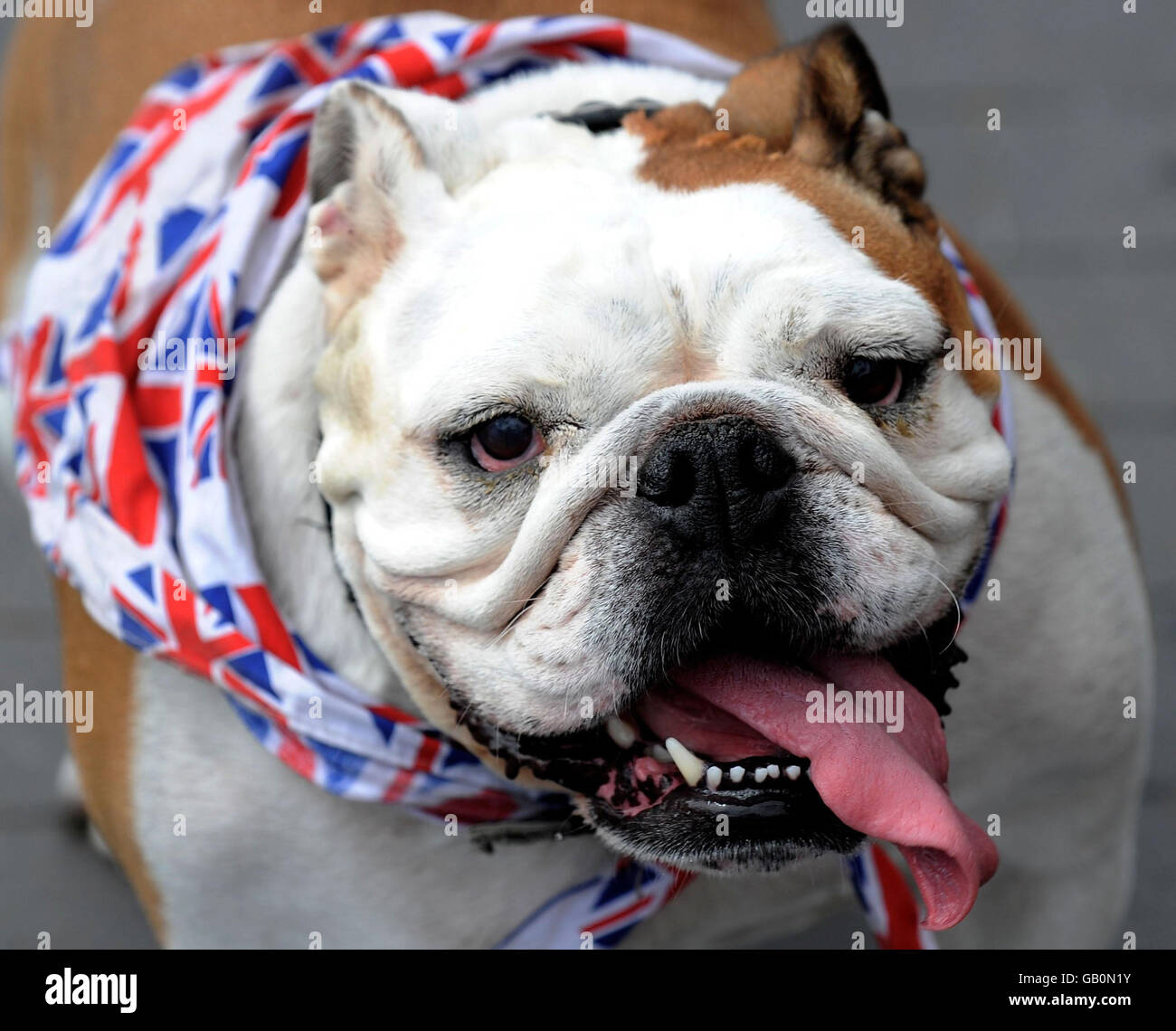 Britische Bulldog. Molly, eine britische Bulldogge, kühlt sich heute mit etwas Wasser ab, als sie in Middlesbrough spazieren geht. Stockfoto