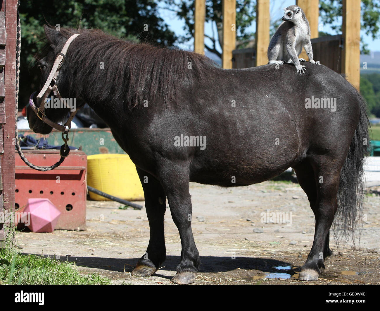 Blair Drummond Safari Park Stockfoto