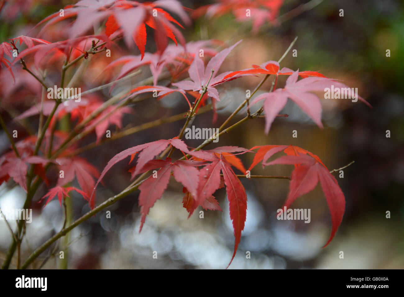Japanischer Ahorn-Baum-Blätter Stockfoto
