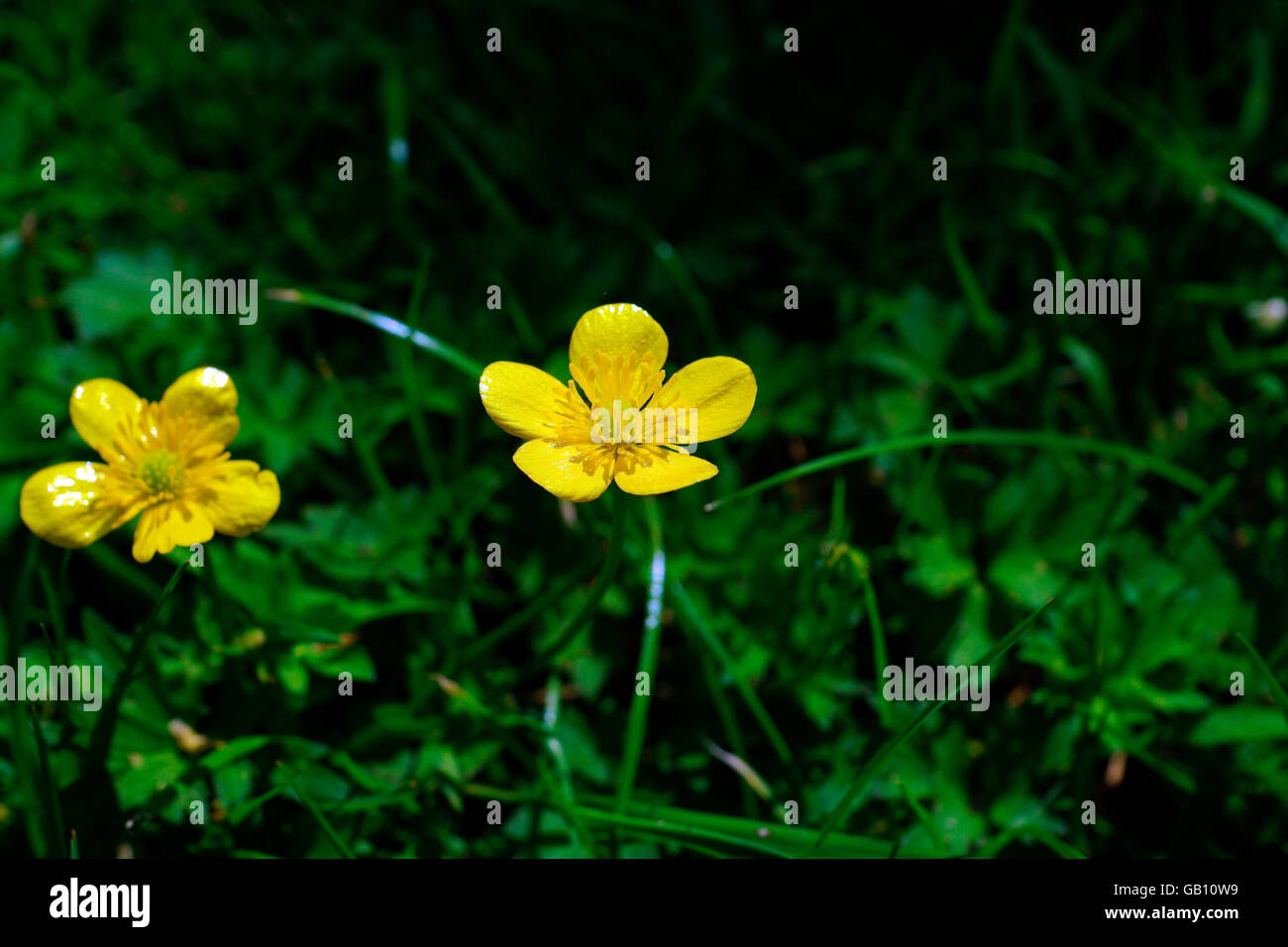 HAHNENFUß (RANUNCULUS BUTTERBLUME) Stockfoto