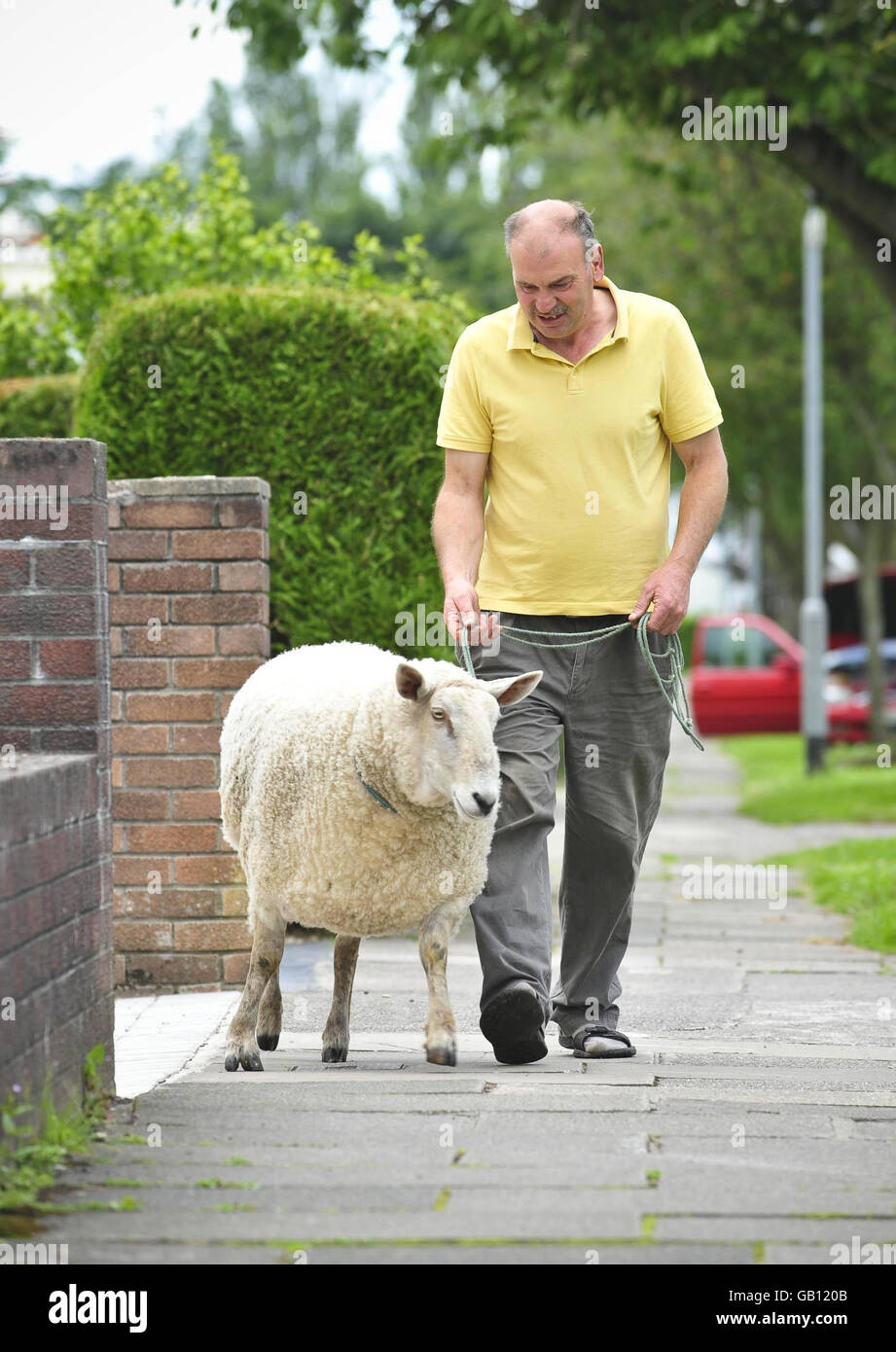 David Palmer nimmt drei Jahre alten North Country Chevrot Schafe namens Nick Boing für einen Spaziergang in Cardiff, Wales. Stockfoto