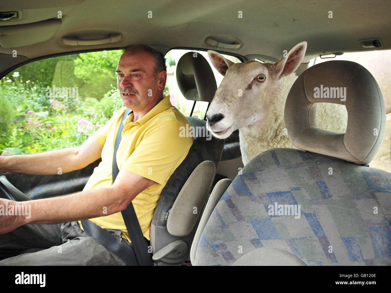 David Palmer und der dreijährige North Country Chevrot-Schaf Nick Boing fahren in Cardiff, Wales. Stockfoto