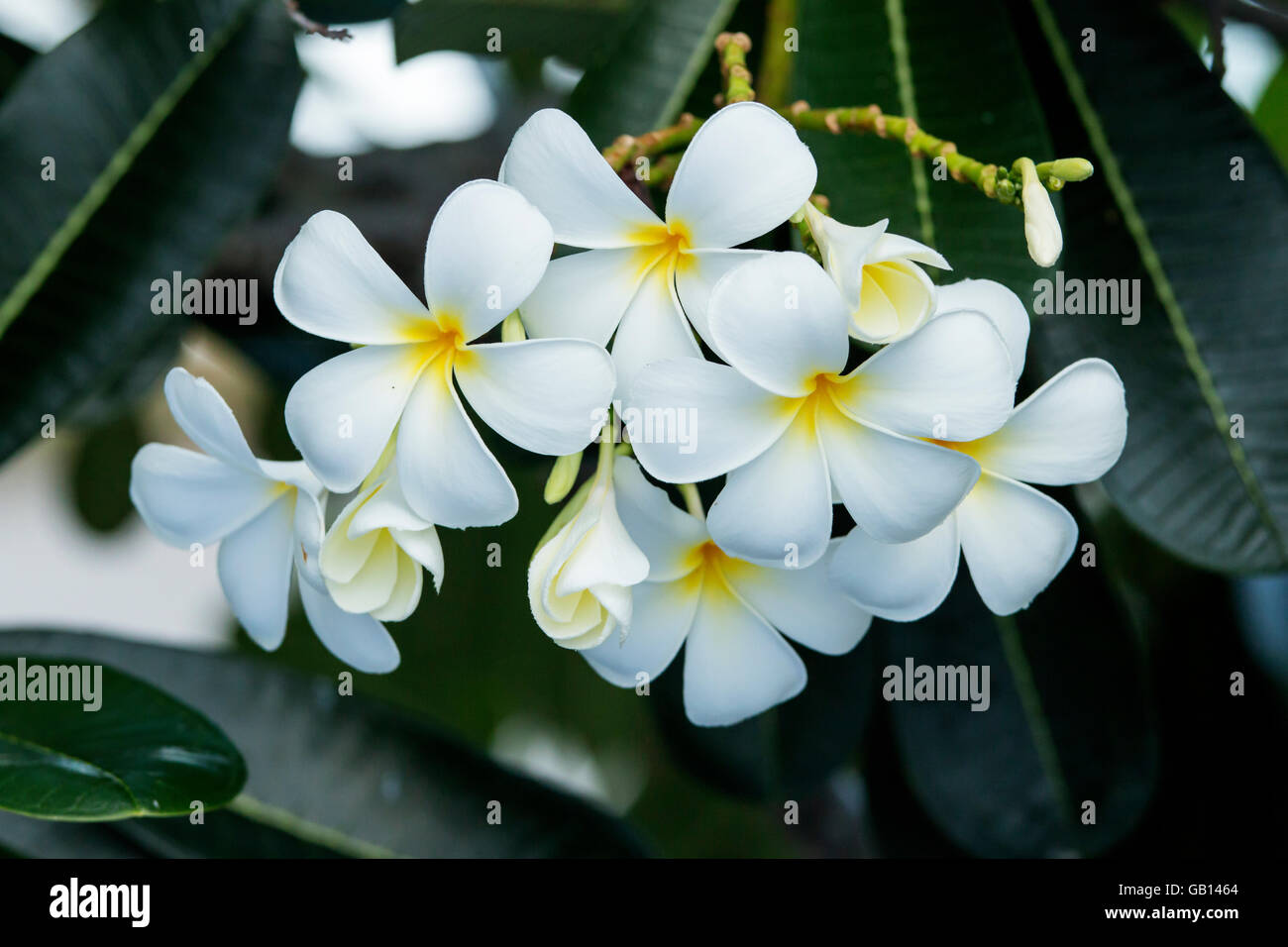 Gruppe von gelben Blüten (Frangipani, Plumeria) auf Baum Stockfoto