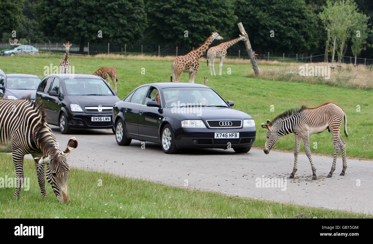 Eines der drei seltenen Zebra-Fohlen von Grevy geht über die Straße im Woburn Safari Park, Woburn, Bedforshire. Stockfoto