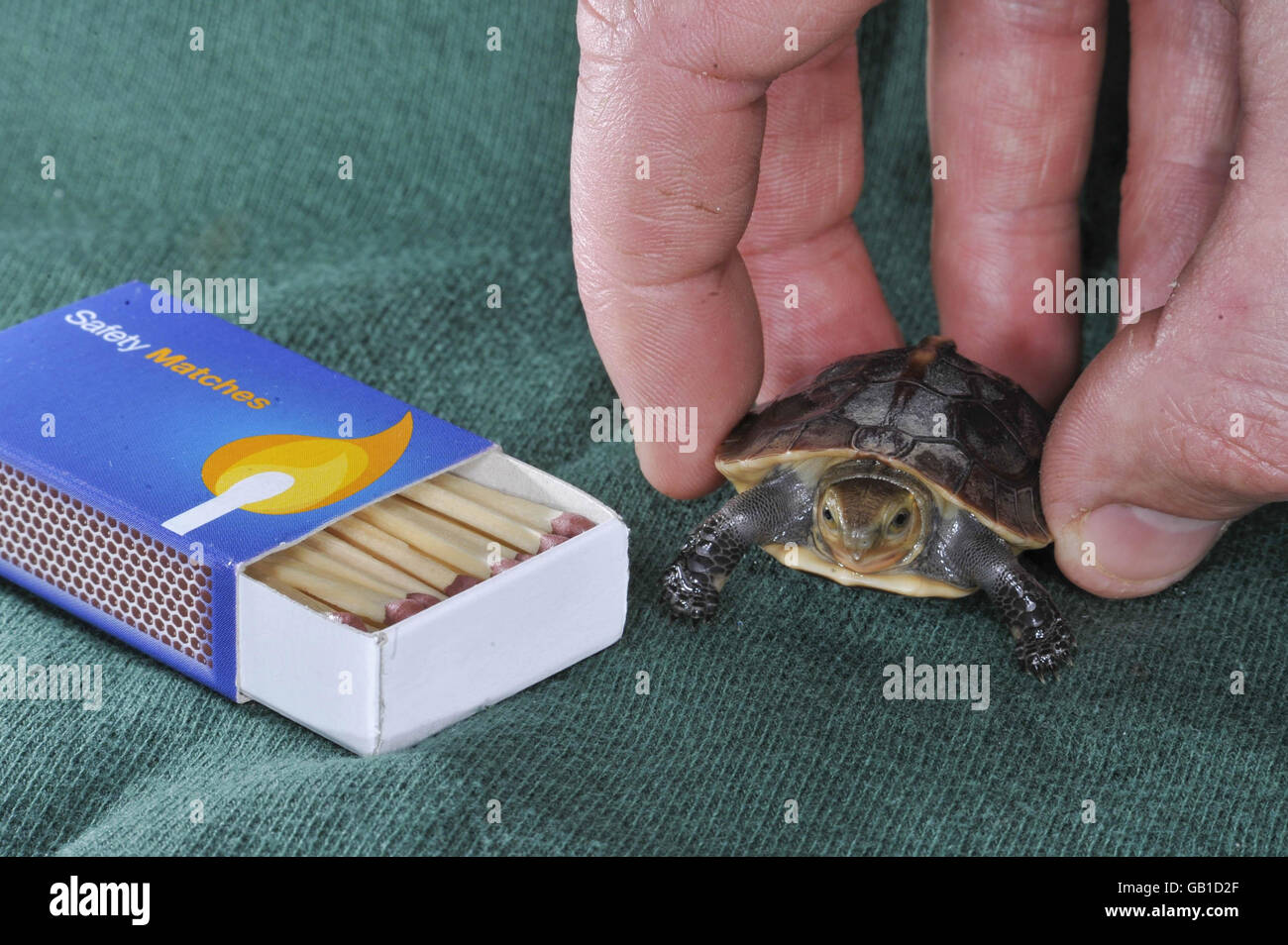Eine gefährdete chinesische Schildkröte, die im Zoo von Bristol geboren wurde. Stockfoto