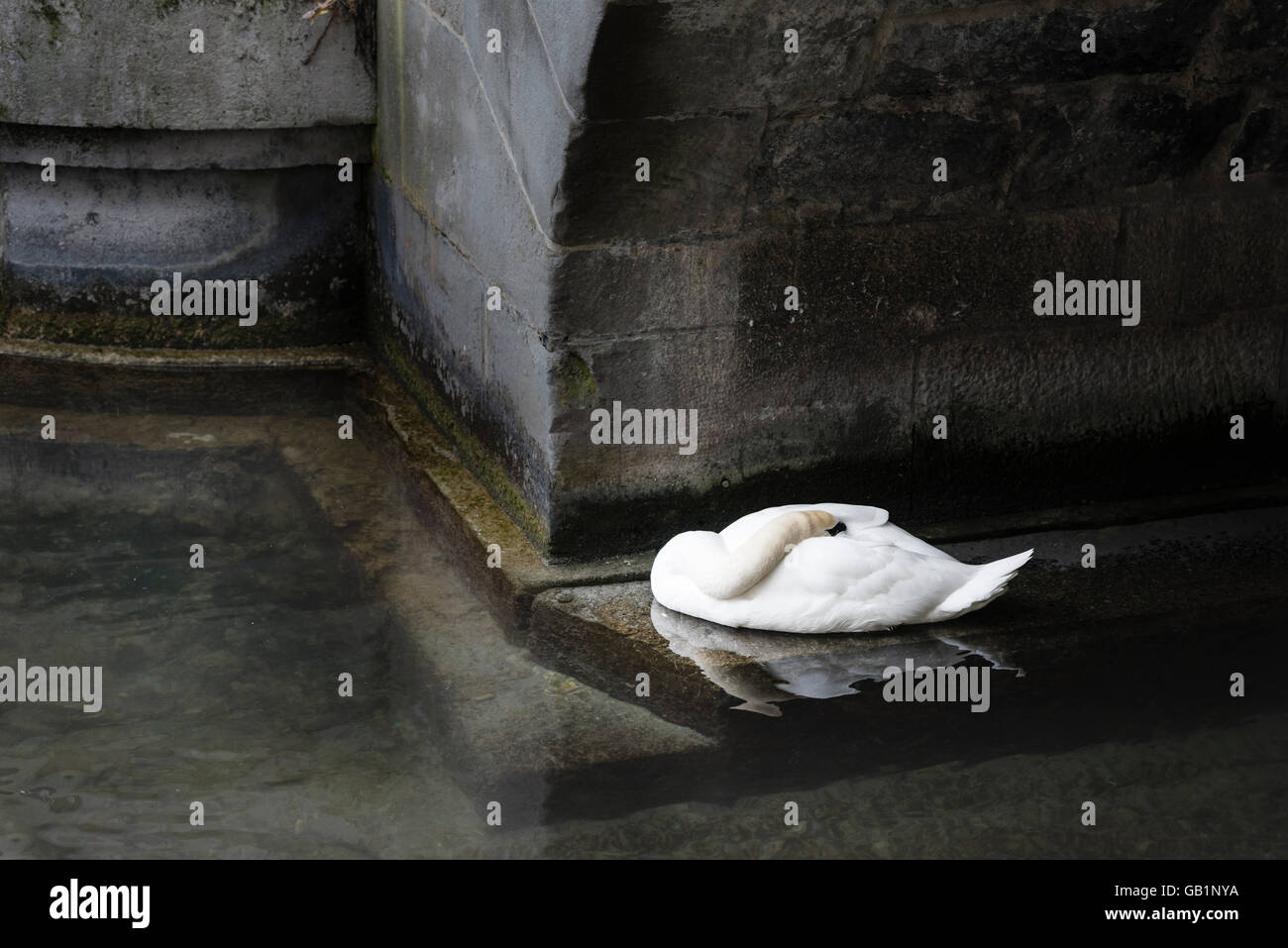 Ein weißer Schwan ist seinen Kopf in das Gefieder für Schlaf beim schweben auf dem Wasser unter den Bogen von einer steinernen Brücke Einstreu. Stockfoto