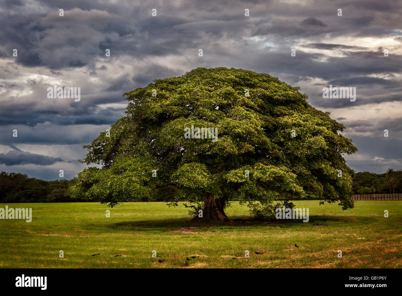 Dramatischen Blick auf Guanacaste-Baum, Symbol der Provinz Guanacaste, Costa Rica Stockfoto