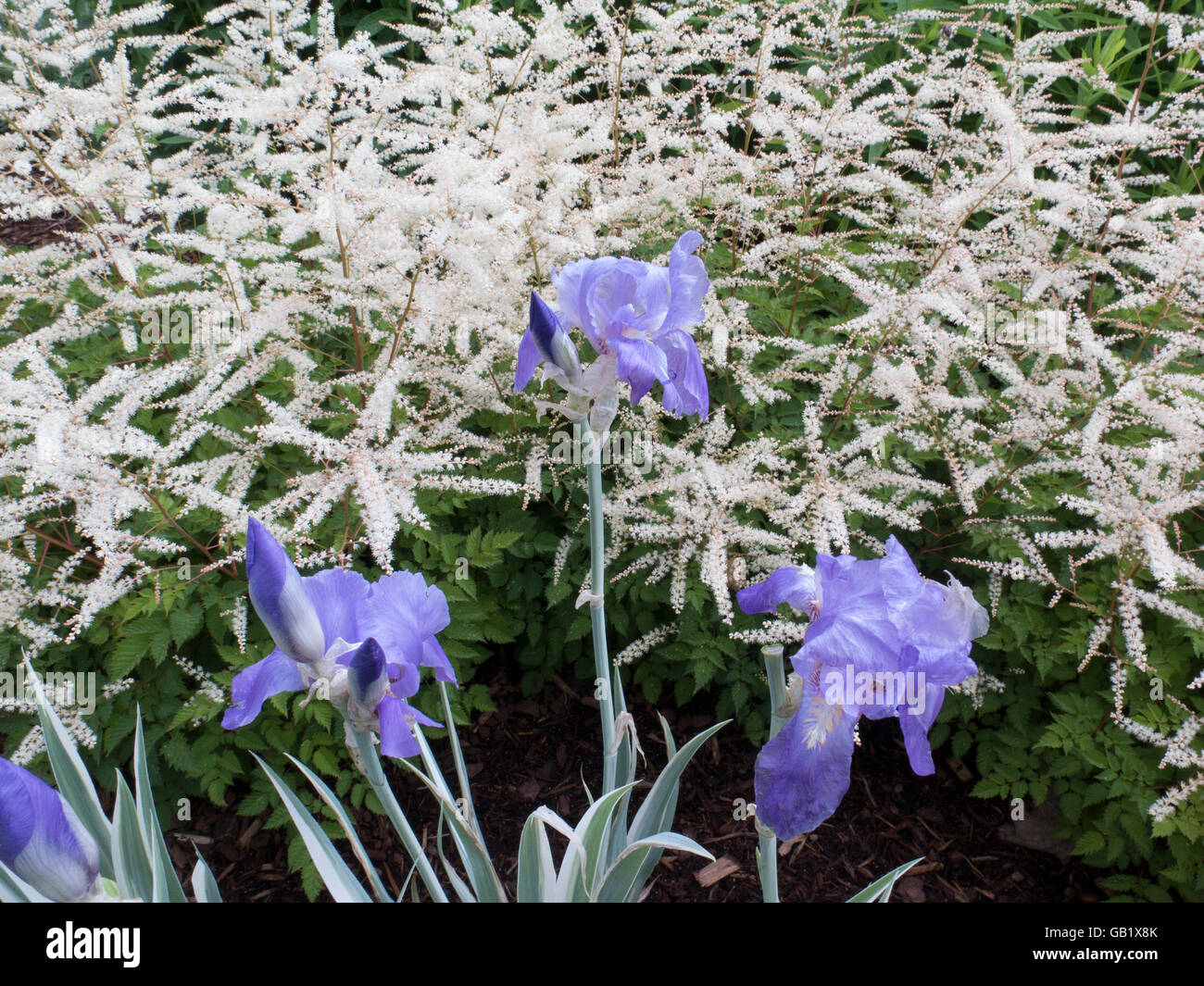 Weiße Astilben und blauen Bartiris machen eine schöne Kombination in diesem Frühlingsgarten. Stockfoto