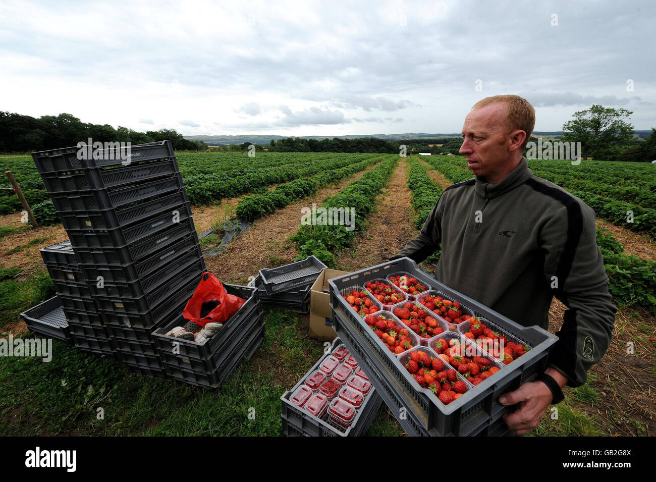 ERNEUT ÜBERTRAGEN KORREKTUR ZWEITEN SATZ Arbeiter auf dem Feld auf Brocksbushes Farm in Northumberland. Die Felder sind voll von Erdbeeren, die aufgrund des schlechten Wetters in Großbritannien in diesem Sommer nicht gepflückt wurden und die anfechten Obstpflücker von der Ernte abhalten. Stockfoto
