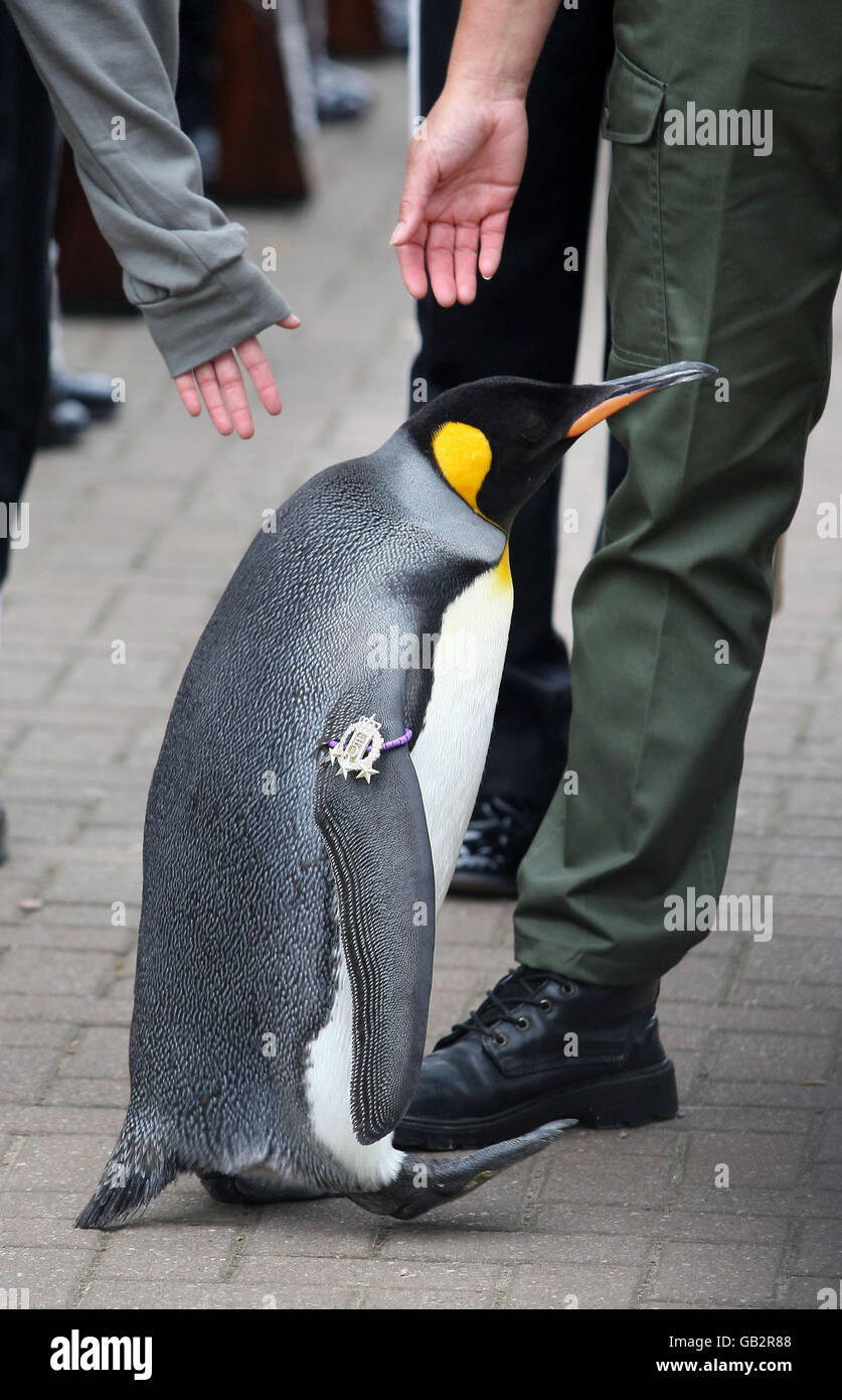 Der Pinguin im Zoo von Edinburgh und Oberst der norwegischen Königsgarde Nils Olav inspiziert sein Regiment, während sie ihn in Edinburgh besuchen, wo er eine Medaille erhielt. Stockfoto