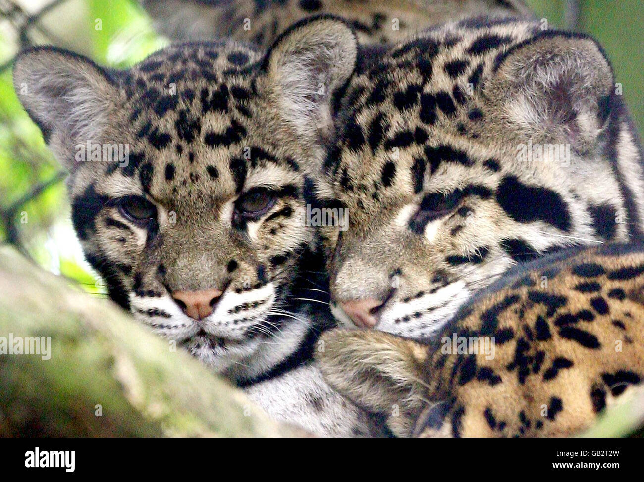 Zwei namenlose, getrübte Leopardenjungen im Howletts Wild Animal Park in Bekesbourne, Kent. Stockfoto