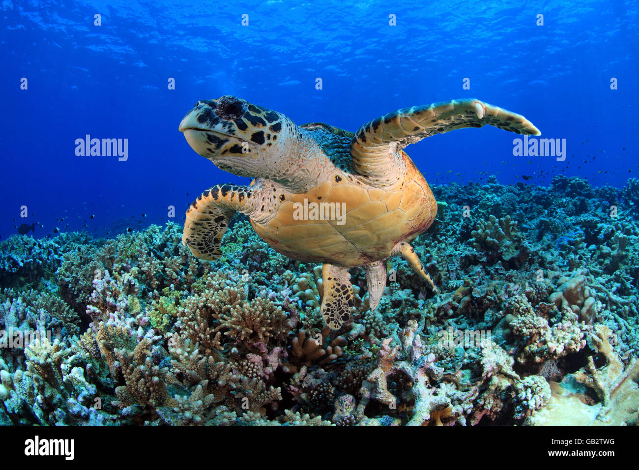 Echte Karettschildkröte im blauen Wasser des Ozeans Stockfoto