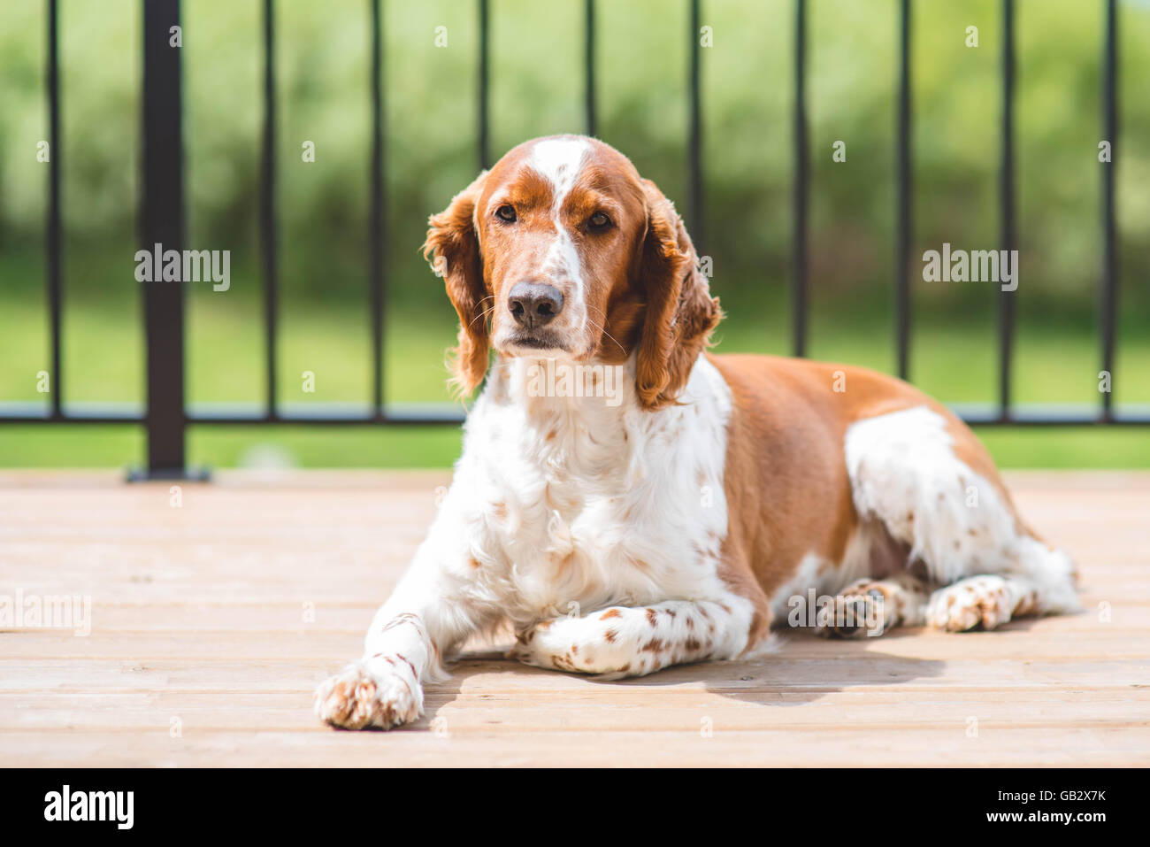 Ein Hund auf einem Deck. Stockfoto
