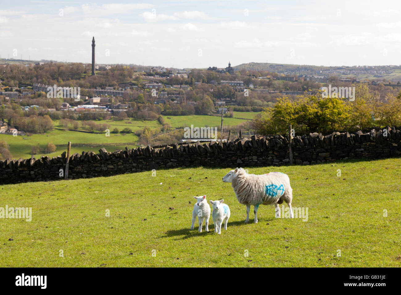 Schafe und Lämmer am Hang, Norland, West Yorkshire Stockfoto