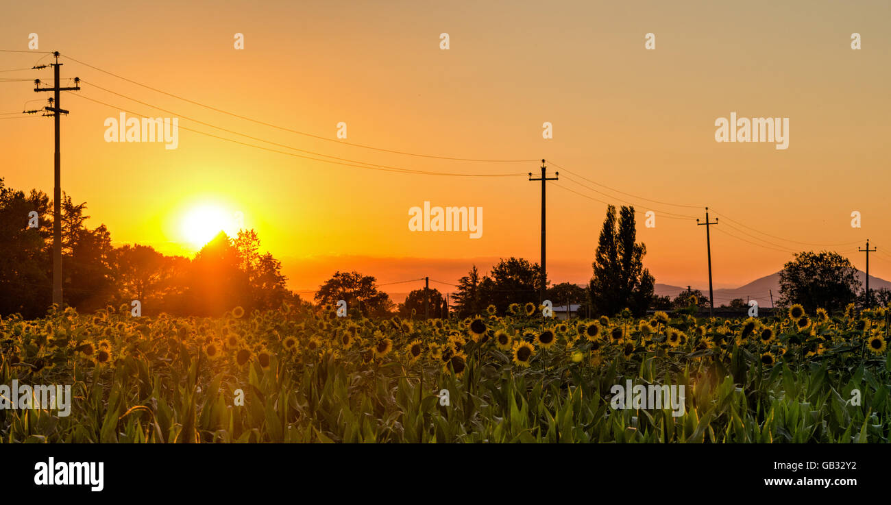Umbrien (Italien) Sonnenblumen Feld bei Sonnenuntergang Stockfoto