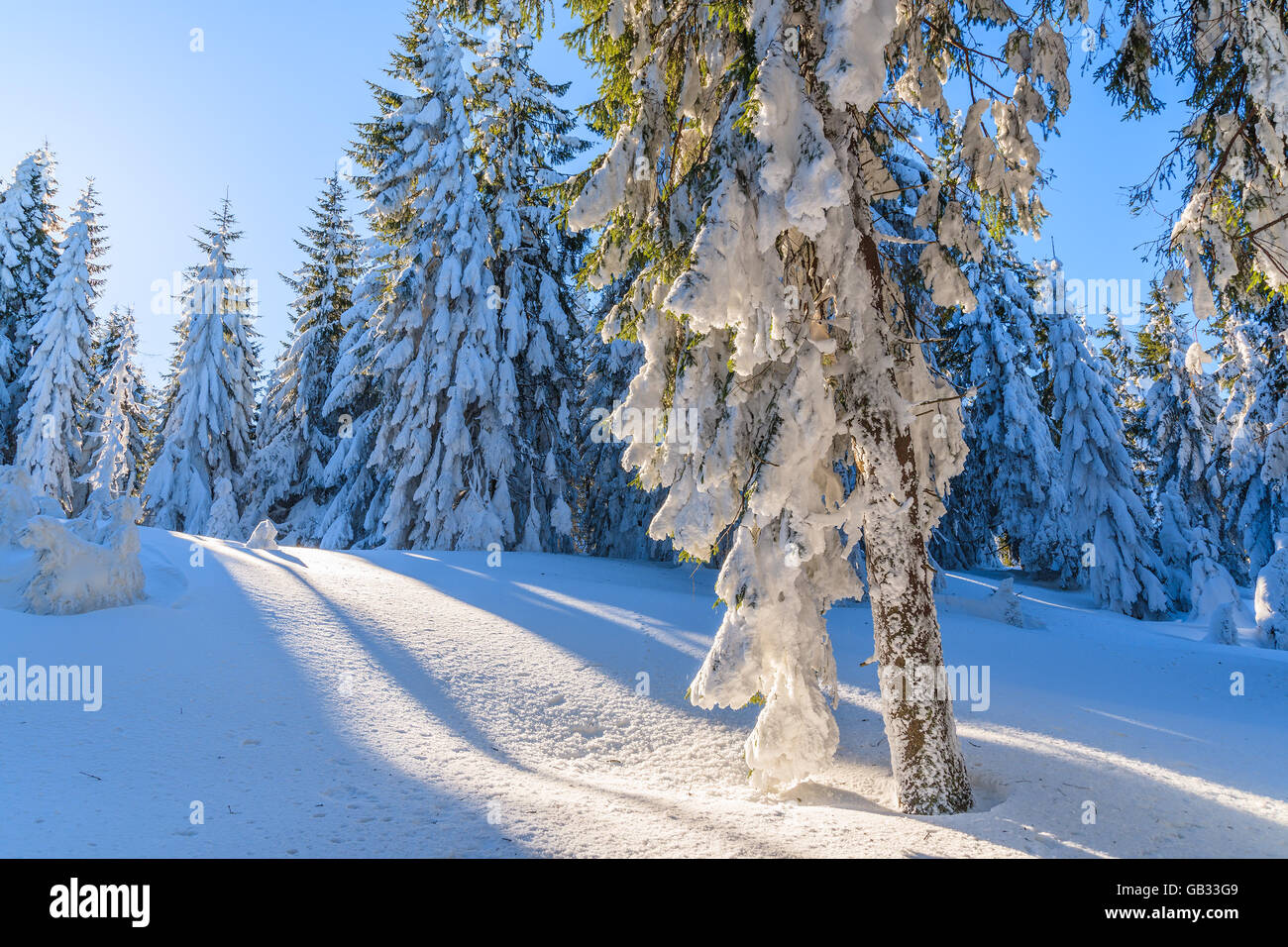 Winterbäume im Wald gegen Sonne, Gorce Gebirge, Polen Stockfoto