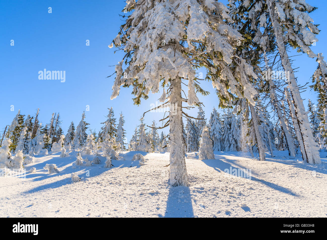 Winterbäume im Wald gegen Sonne, Gorce Gebirge, Polen Stockfoto