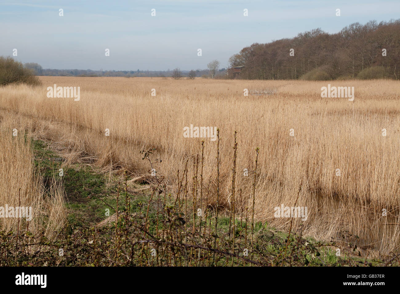 Blick auf Minsmere RSPB reserve, Suffolk, England, Vereinigtes Königreich Stockfoto