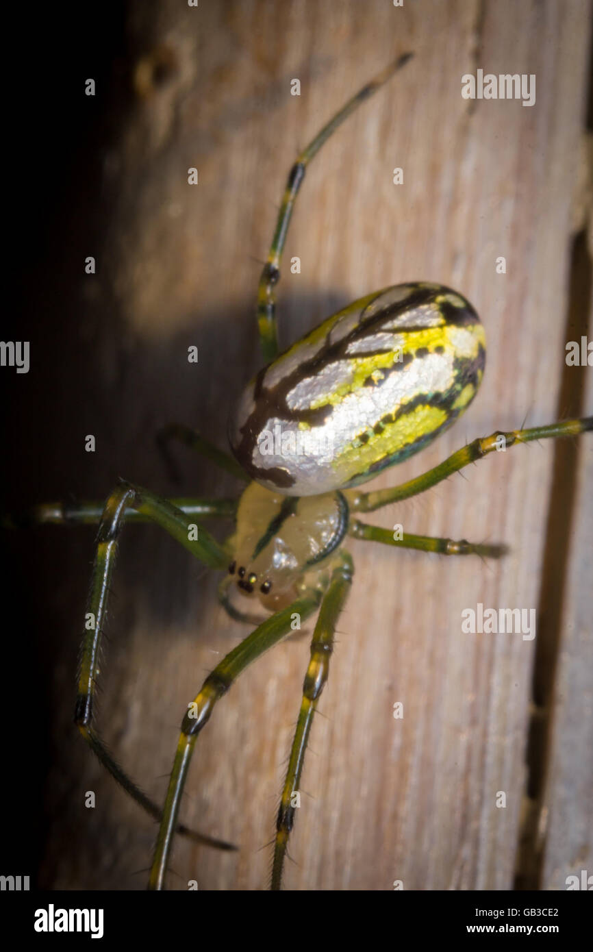 Gelbe und grüne erschreckend Orbweaver Obstgarten Spinne im Makro Nahaufnahme Stockfoto