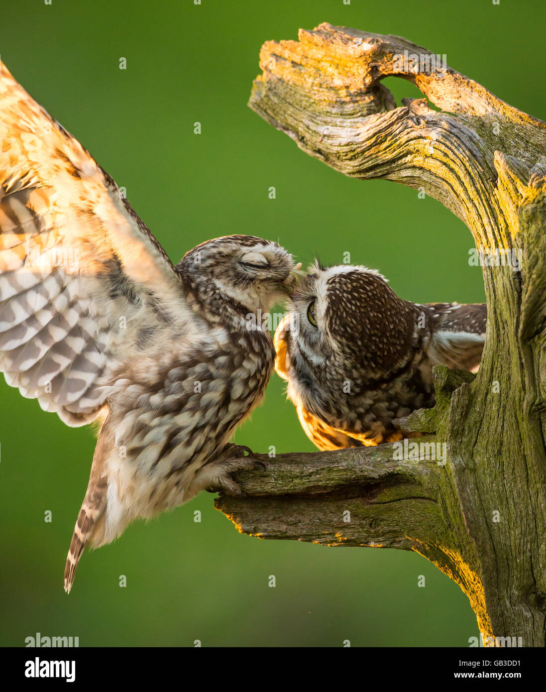 Kleine Eule übergeben Essen, Mate Stockfoto