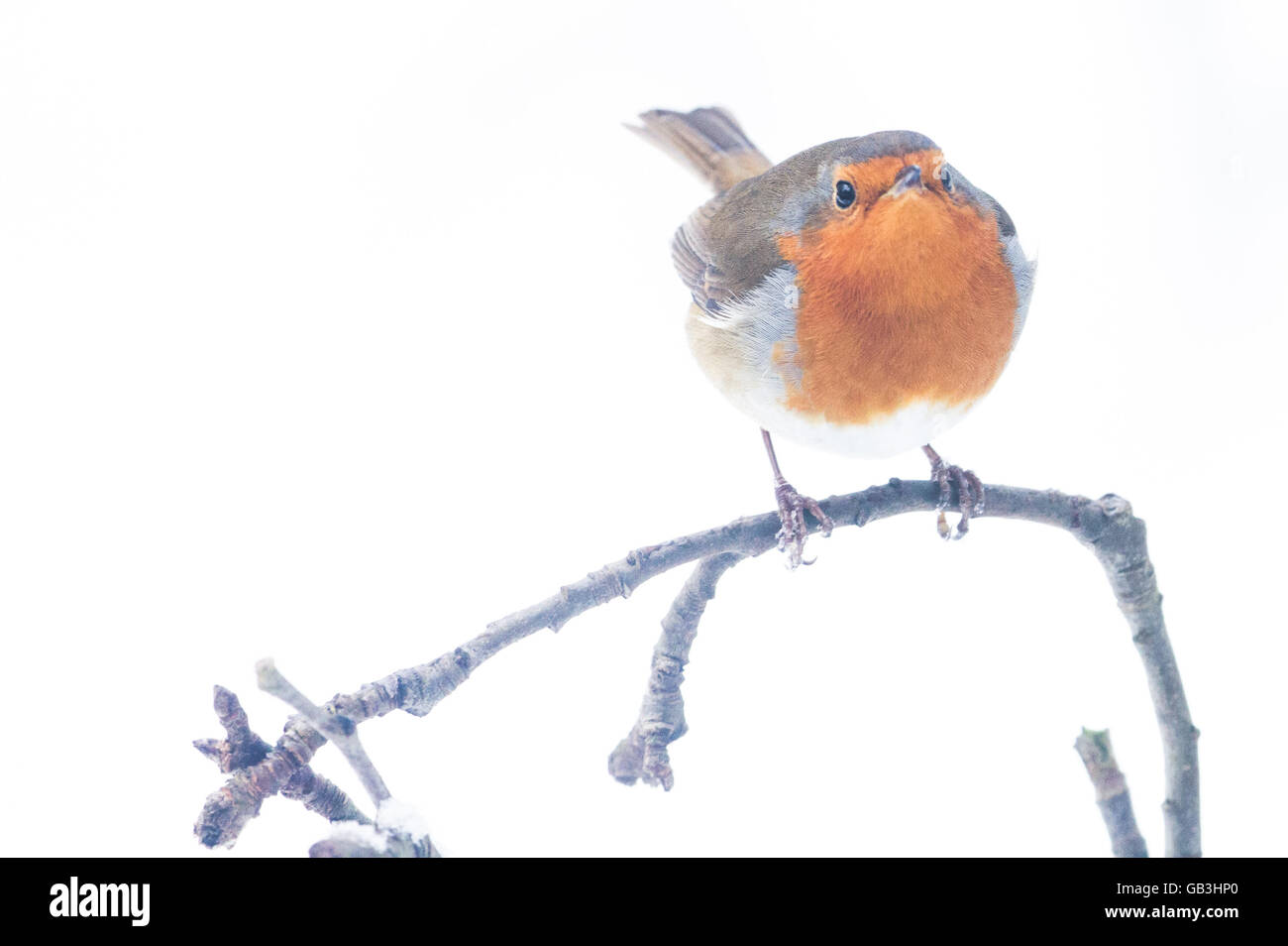 Ein mürrischer Robin auf einem Ast im Schnee. Stockfoto