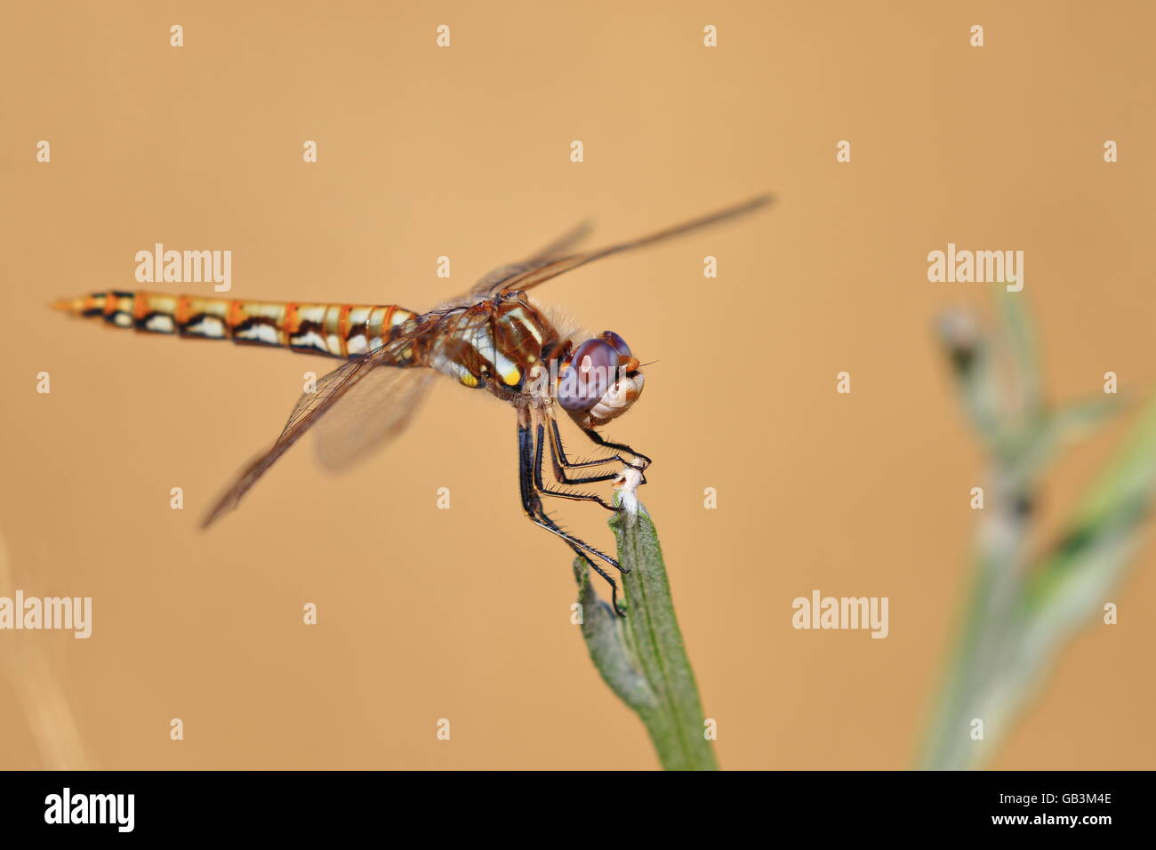 Bunte Meadowhawk Libelle, Sympetrum Corruptum. Stockfoto