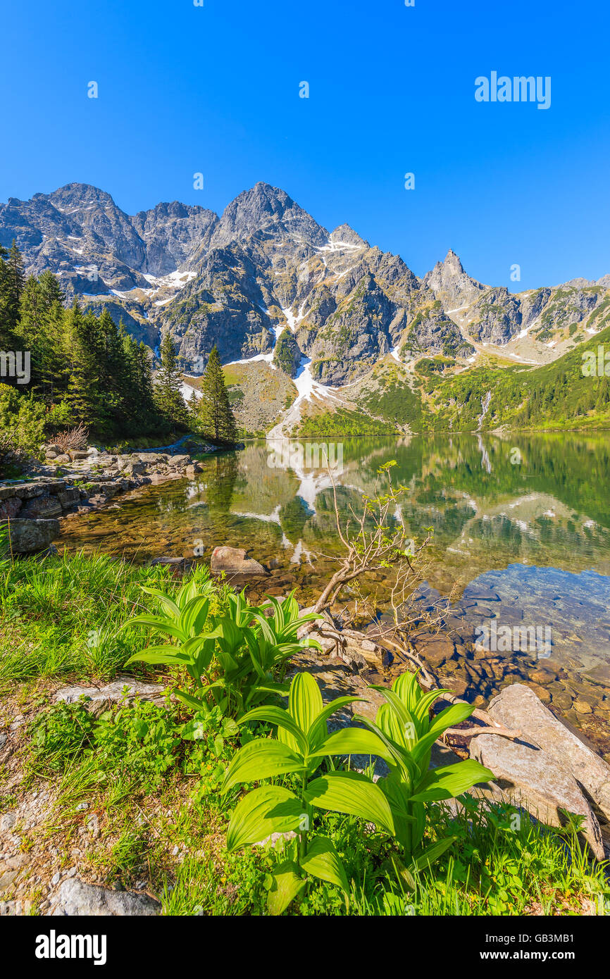 Grüne Blumen entlang der schönen grünen Wasser See Morskie Oko, Tatra-Gebirge, Polen Stockfoto