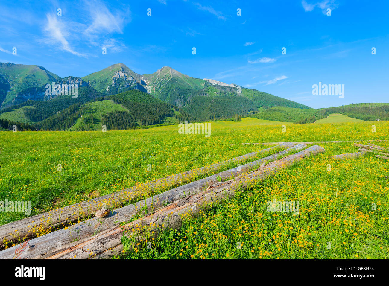 Holzscheite auf grüner Wiese mit blühenden Blumen im Sommerlandschaft der hohen Tatra, Slowakei Stockfoto