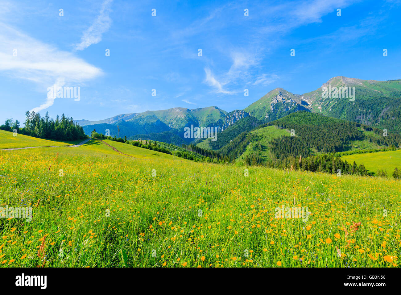 Gelbe Blumen auf der grünen Wiese im Sommerlandschaft der hohen Tatra, Slowakei Stockfoto